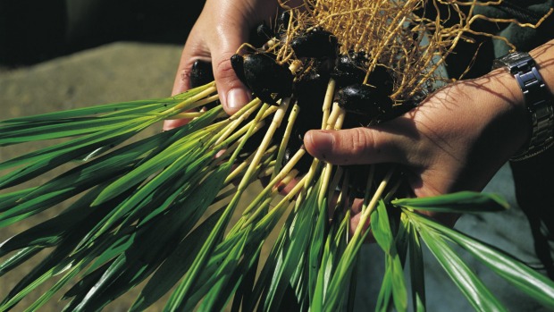 Kentia palm saplings on Lord Howe Island.