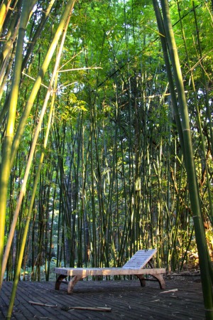Azabu's yoga deck in bamboo grove.