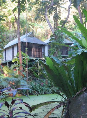 The Daintree bayans.