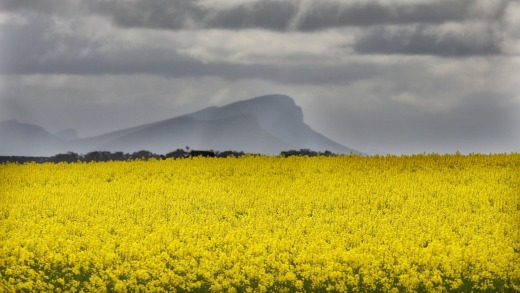 Mount Sturgeon offers a spectacular backdrop to canola fields.