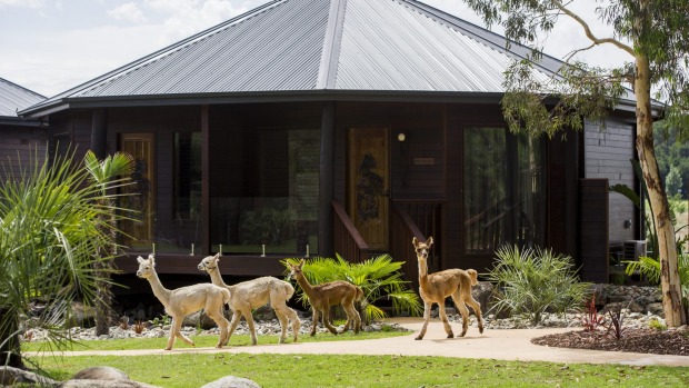 The entrance to the giraffe treehouses at Jamala Wildlife Lodge.