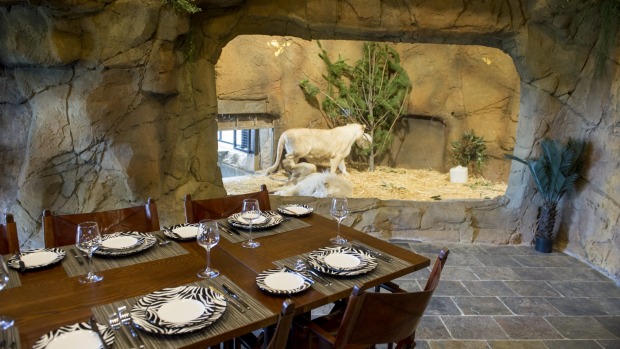 The communal dining room at Jamala Wildlife Lodge, which looks onto the lion's enclosure.