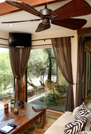 Jamala Wildlife Lodge: Only a reinforced glass window separates you from the wildlife if staying in jungle bungalows. ...
