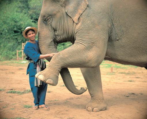 Want to practice yoga in the morning and hang out with elephants in the afternoon? At Anantara Golden Triangle Elephant ...