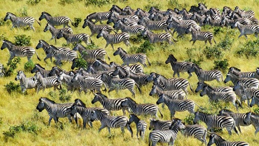 Zebras on the move in Chobe National Park, Botswana.