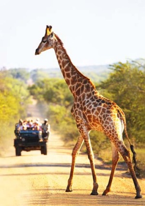 Park here: A giraffe crosses the road.