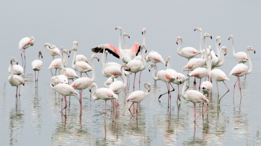 Flamingos at Strandfontein Sewage Works, the best birding spot in Cape Town.