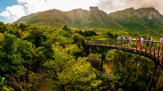 Visitors enjoy the tree canopy walkway at Kirstenbosch National Botanical Garden.