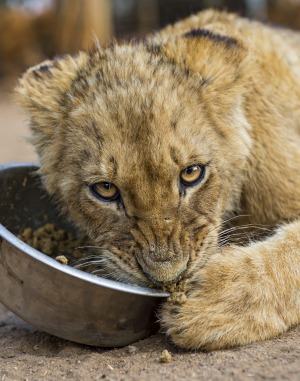 A lion cub who doesn't want to share his meal.