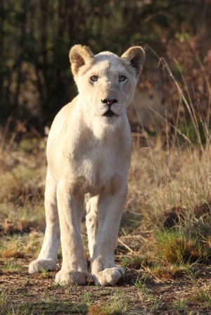 Bella the White Lion at the Ukutula Lion Park and Lodge.