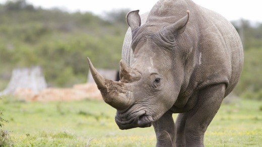 White Rhinoceros.