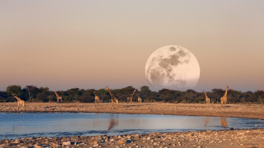 The moon rising over a group of Giraffe at dusk (Giraffa camelopardalis) at a waterhole in Etosha National Park in Namibia.