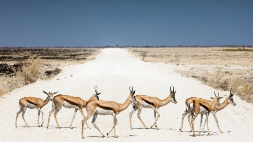 Springboks crossing a road.