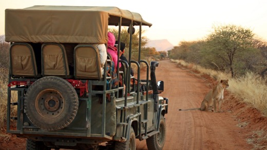 Safari Jeep and lion in Namibia.