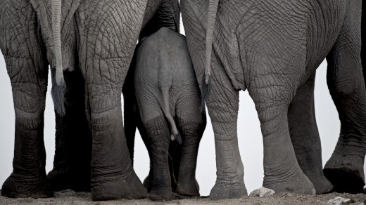 African elephants at a waterhole.
