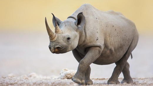 Black Rhinoceros walking on salty plains of Etosha National Park.