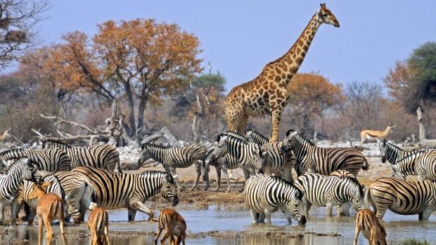 Animal kingdom: Animals bathing.