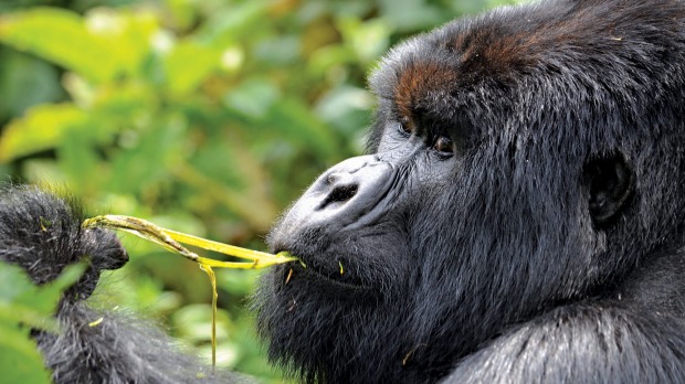 Gorilla in Rwanda.