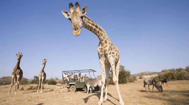 Curious giraffe in South Africa.
