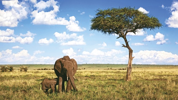 Elephants in Kenya.