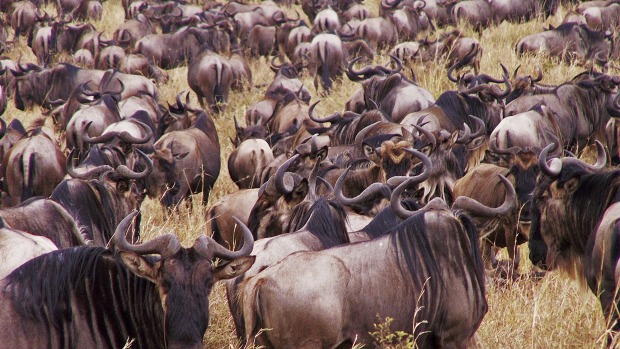 Wildebeest herd in Kenya.