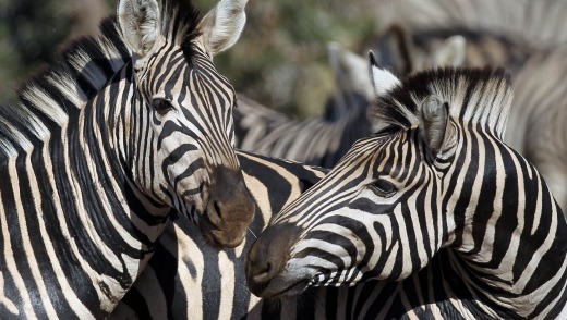 Zebras gather together at Kruger National Park, some 60km from the city of Nelspluit.