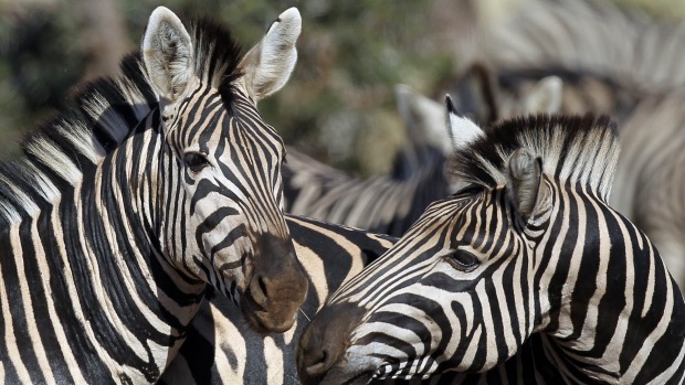 Zebras gather together at Kruger National Park.
