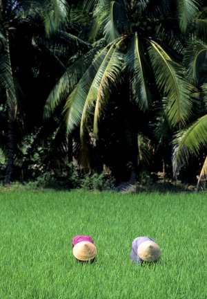 Lush, green vistas: Rice fields in Vietnam.