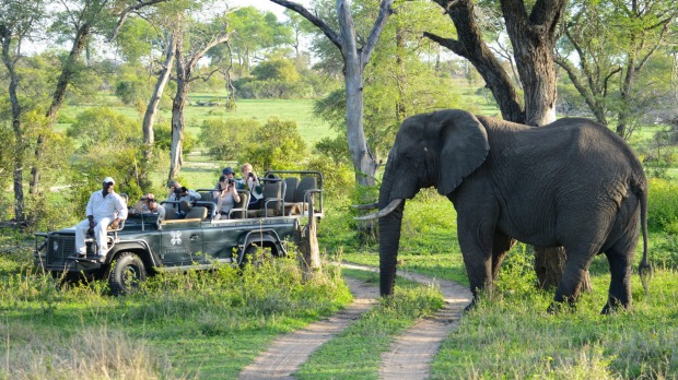Off the beaten track: A close encounter at Londolosi private game reserve in South Africa.