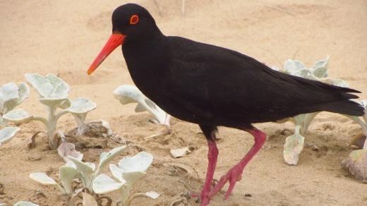 An oystercatcher.