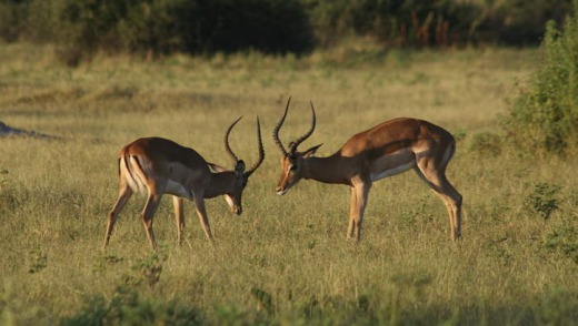 Antelope at play.