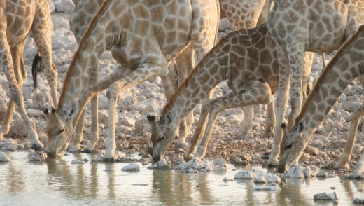 Giraffes at  Etosha.