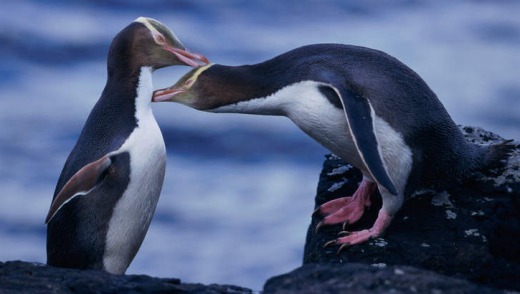 Yellow-eyed penguins.