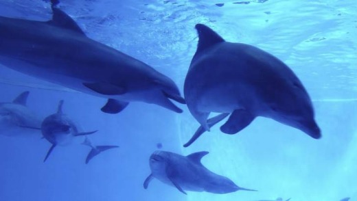 A pod of bottlenose dolphins.