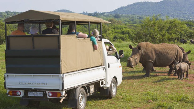 Rhinos confronting curious humans.