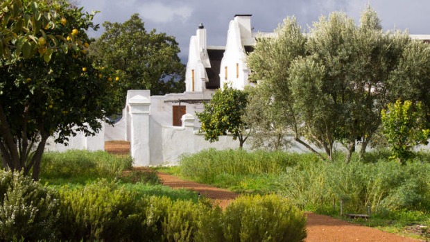 Indigenous buchu and other herbs grow amid lemon and olive trees.