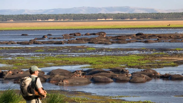 Spectacular: Hippopotamuses wallow in the estuary around St Lucia.