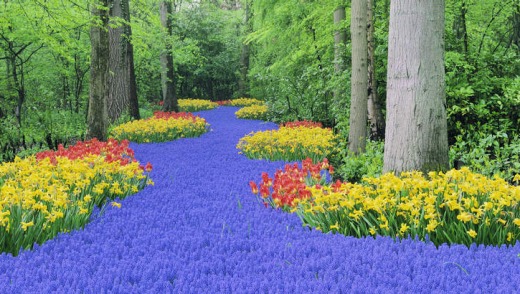 Greenies: the stunning forest carpet at Keukenhof, Netherlands.