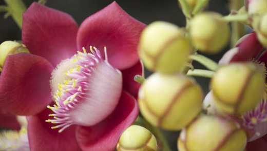 Cannonball tree in the Jardim Botanico.