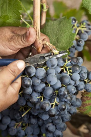 Solms estate grapes.