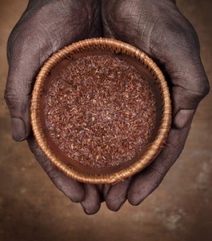 South Africa's famous rooibos tea.