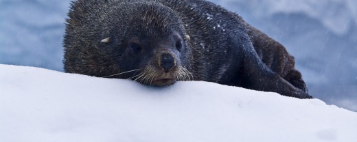 A seal casts a wary eye about Crystal Sound, Antarctica.