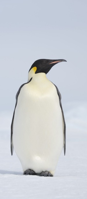 The sighting of a rare emperor penguin (<i>Aptenodytes forsteri,</i>) is a never-to-be-forgotten thrill for passengers ...