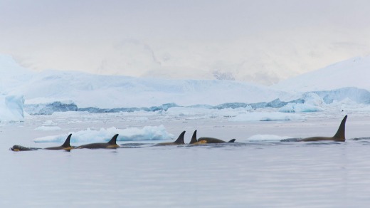Oracas or killer whales gliding through Antarctic waters.