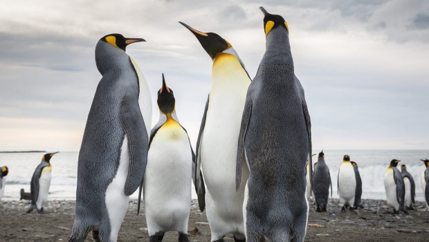 King Penguins