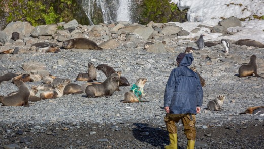 A seal rescue gets under way.
