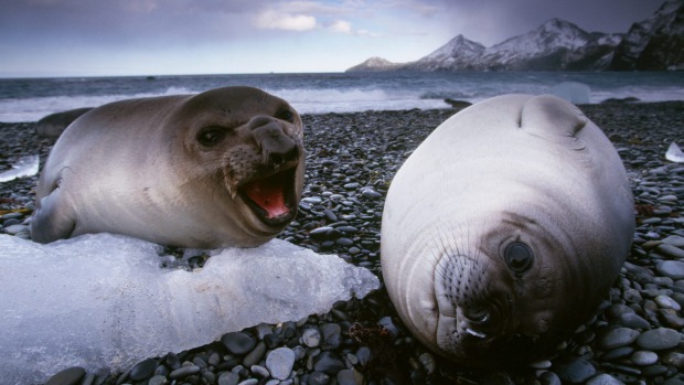 Smelly: Southern elephant seal weaners on South Georgia Island.
