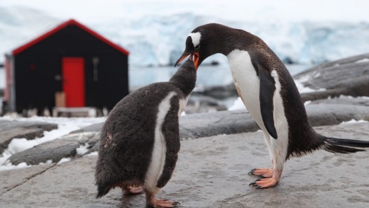 Gentoo penguins at Port Lockroy.