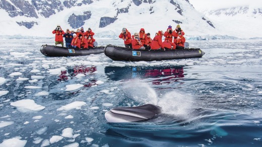 A curious Minke whale, Paradise Bay, Antarctica