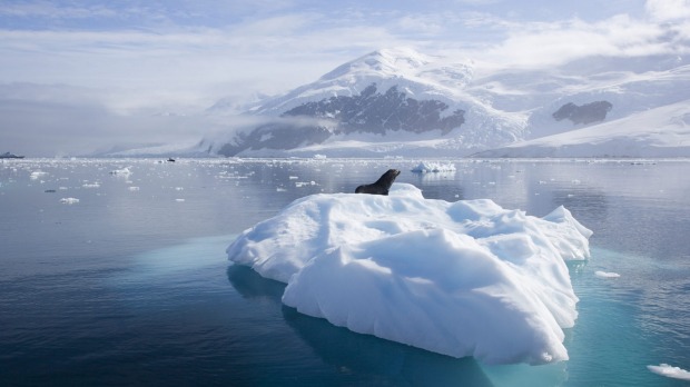 Unforgettable: an Antarctic fur seal on an ice floe.